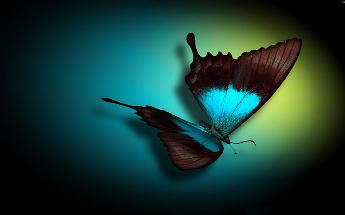 Papillon close-up, bleu, noir, lumière Fonds d'écran, image