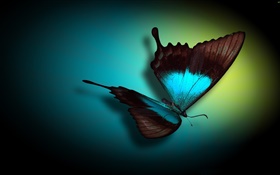 Papillon close-up, bleu, noir, lumière HD Fonds d'écran