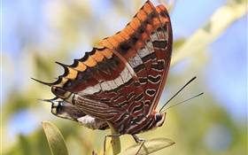 Papillon gros plan, insecte