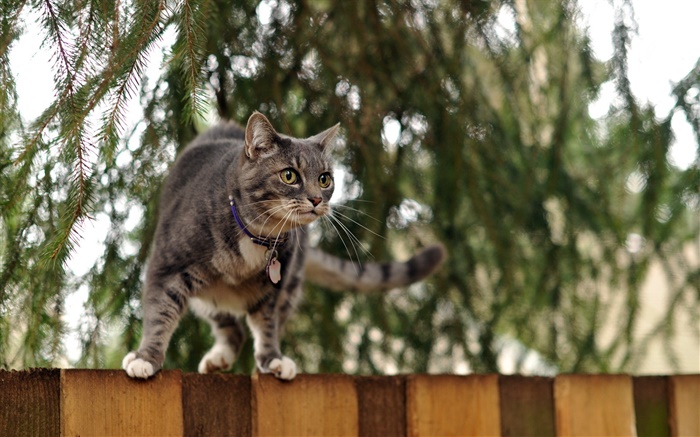 Cat debout en haut de la clôture, bokeh Fonds d'écran, image