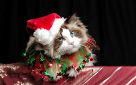 chat de Noël, chapeau HD Fonds d'écran