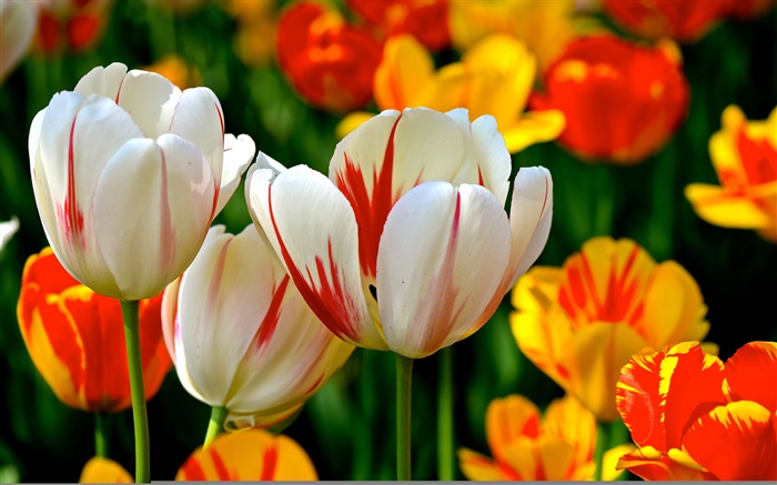 pétales colorés, blanc orange rouge, tulipes, fleurs Fonds d'écran, image
