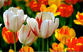 pétales colorés, blanc orange rouge, tulipes, fleurs