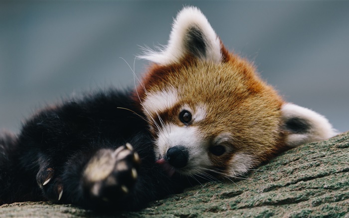 Mignon rouge panda, bois, arbre Fonds d'écran, image