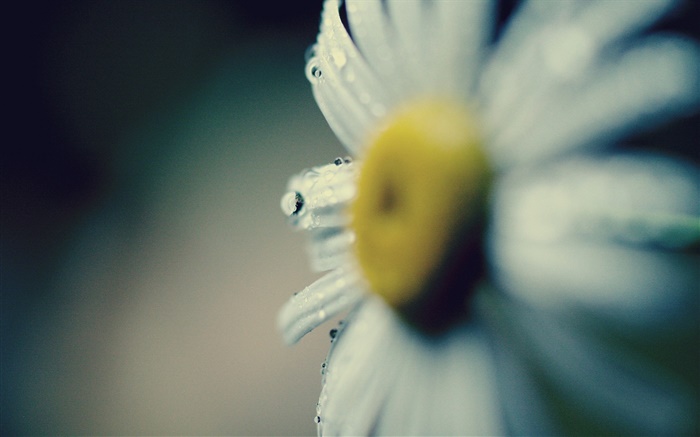 Daisy close-up, fleur, pétales, rosée Fonds d'écran, image
