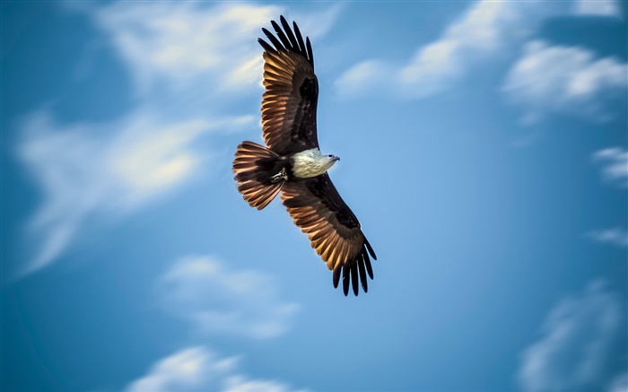 vol Aigle, ciel bleu, ailes Fonds d'écran, image
