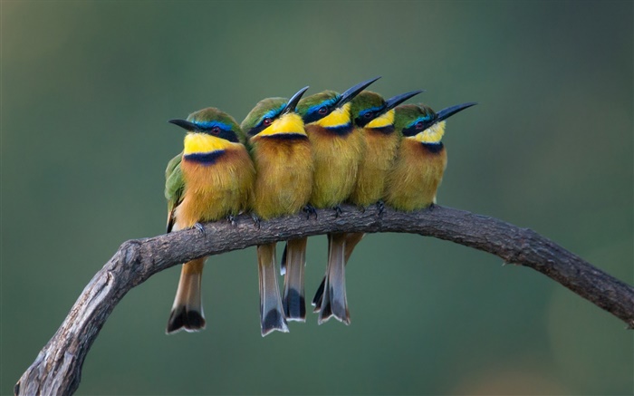 Cinq oiseaux mignons debout sur la branche d'arbre Fonds d'écran, image