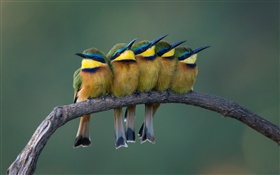 Cinq oiseaux mignons debout sur la branche d'arbre