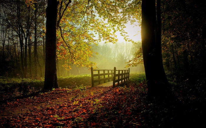 Forêt, les arbres, les feuilles, chemin, pont, la lumière du soleil, le brouillard Fonds d'écran, image