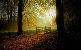 Forêt, les arbres, les feuilles, chemin, pont, la lumière du soleil, le brouillard