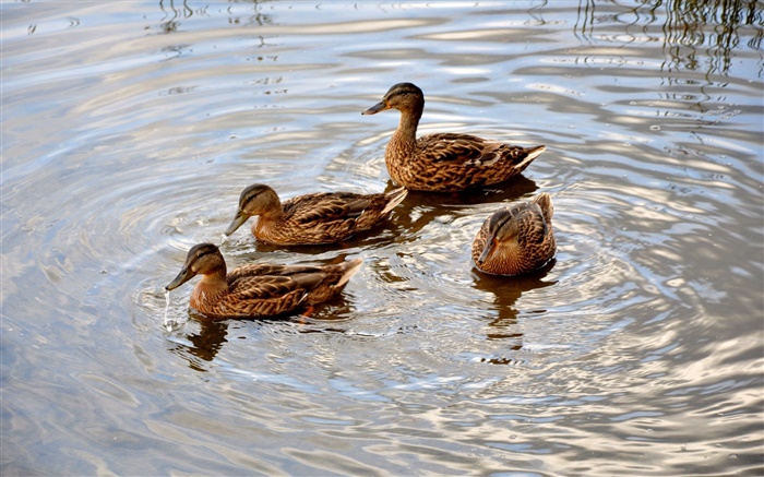 Quatre canards dans l'étang, l'eau, vague Fonds d'écran, image