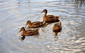 Quatre canards dans l'étang, l'eau, vague