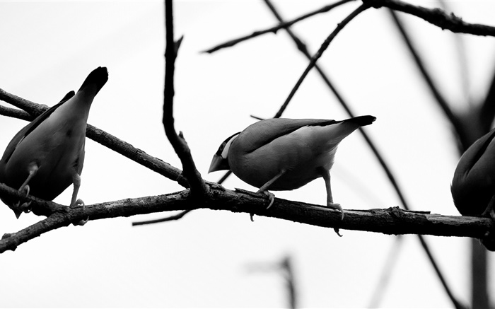 oiseaux gris, branche d'arbre Fonds d'écran, image