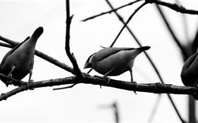 oiseaux gris, branche d'arbre