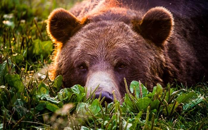Grizzly close-up, ours, le visage, le repos Fonds d'écran, image