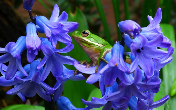 Hyacinthus, fleurs bleues, grenouille d'arbre Fonds d'écran, image