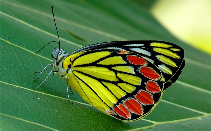 Insecte papillon macro, papillon, feuille verte Fonds d'écran, image