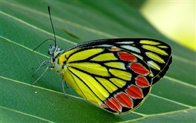 Insecte papillon macro, papillon, feuille verte HD Fonds d'écran