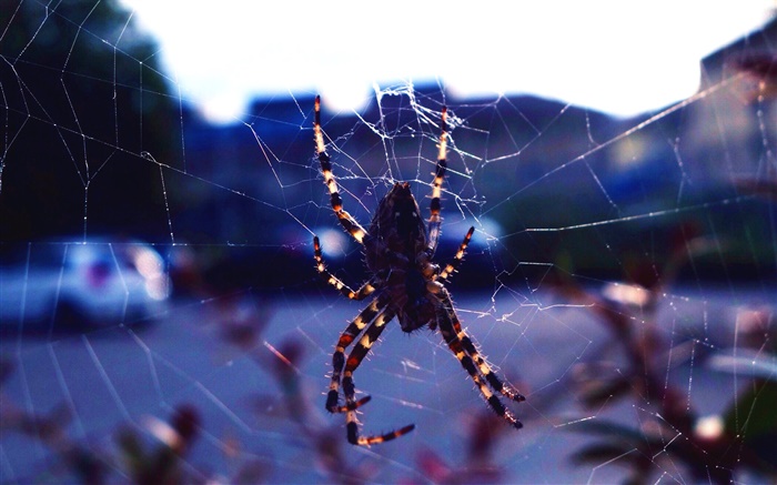 Insecte gros plan, araignée, web Fonds d'écran, image