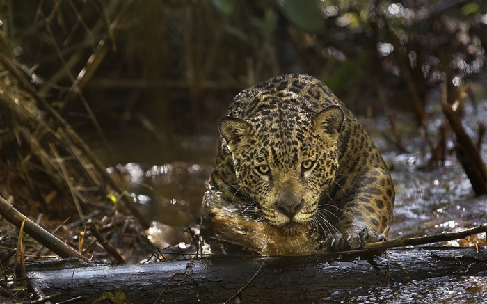 Jaguar close-up, prédateur, Amazonia Fonds d'écran, image