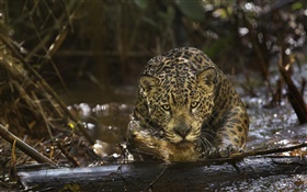 Jaguar close-up, prédateur, Amazonia HD Fonds d'écran