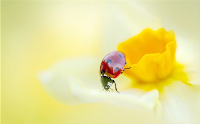 Coccinelle, insectes, fleur jaune, pétales Fonds d'écran, image