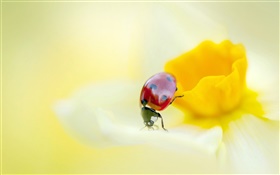 Coccinelle, insectes, fleur jaune, pétales HD Fonds d'écran