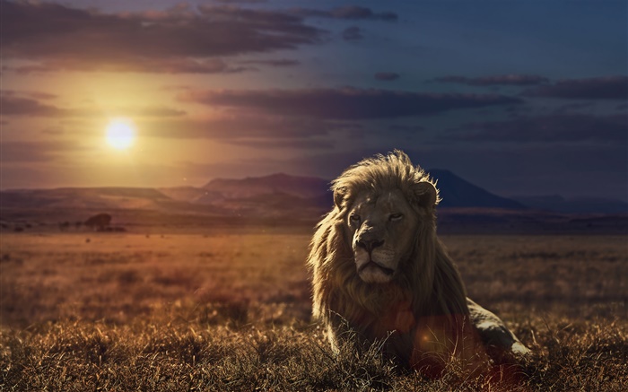 Lion au coucher du soleil, l'herbe Fonds d'écran, image
