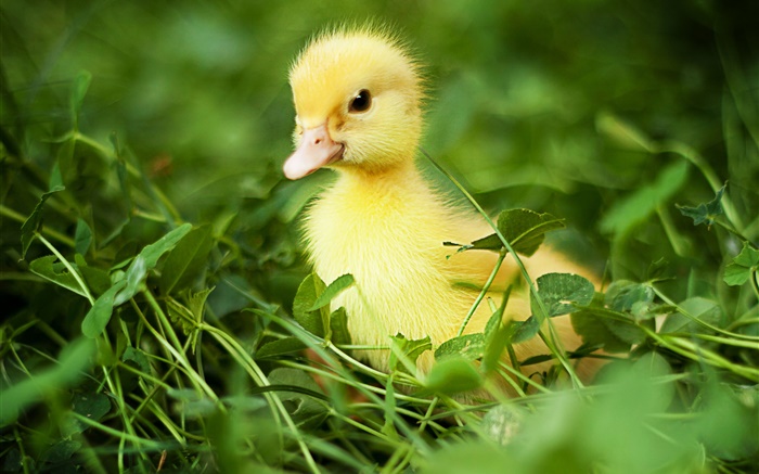 Petit canard dans l'herbe Fonds d'écran, image
