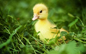 Petit canard dans l'herbe