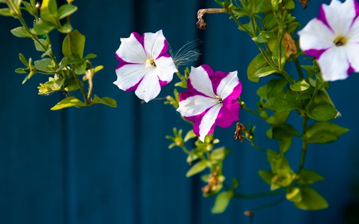 Petites fleurs, pétales violet blanc Fonds d'écran, image