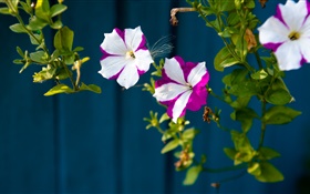 Petites fleurs, pétales violet blanc HD Fonds d'écran