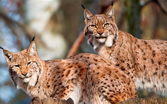 Lynx, couple, chat sauvage Fonds d'écran, image