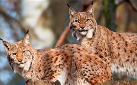 Lynx, couple, chat sauvage