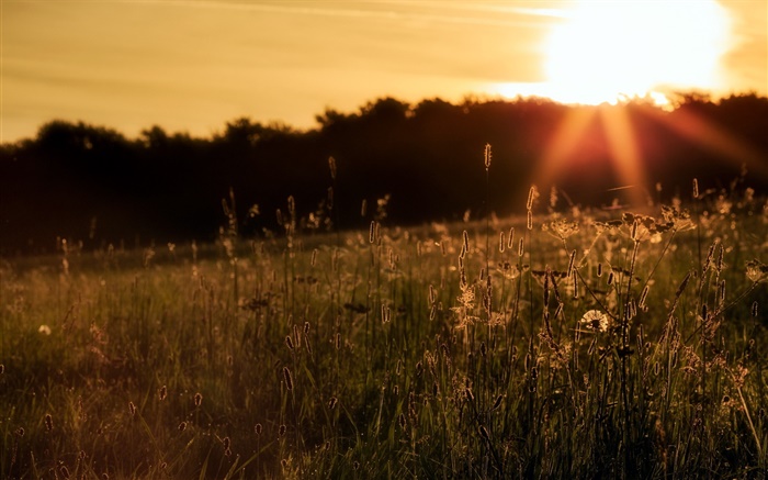 Nature, herbe, coucher de soleil Fonds d'écran, image