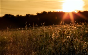 Nature, herbe, coucher de soleil HD Fonds d'écran