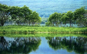 Nature paysage, arbres, vert, rivière, réflexion de l'eau