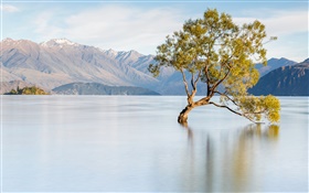 Nouvelle-Zélande, le lac Wanaka, montagnes, arbre solitaire