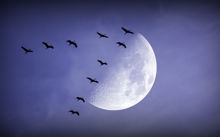 Nuit, lune, oiseaux voler, ciel Fonds d'écran, image