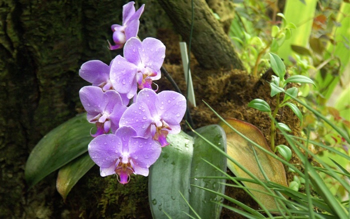 Orchid, phalaenopsis, fleurs pourpres, des gouttes de rosée Fonds d'écran, image