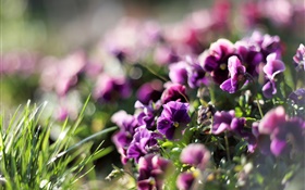 Pansies, fleurs pourpres, violet, printemps