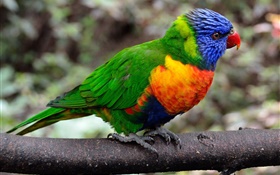 perroquet close-up, plumes colorées