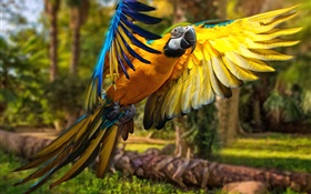 Parrot vol, ailes
