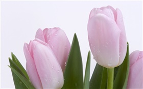 tulipes, fleurs, feuilles, gouttes d'eau rose