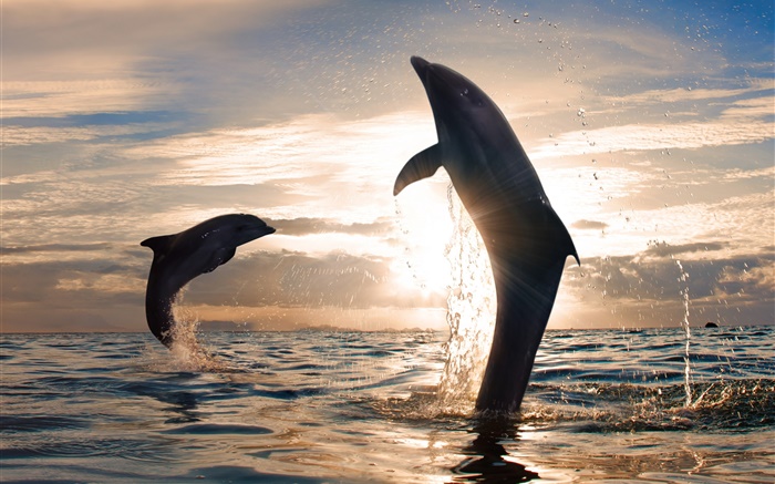 dauphins Playful saut, les éclaboussures d'eau, mer, coucher de soleil Fonds d'écran, image