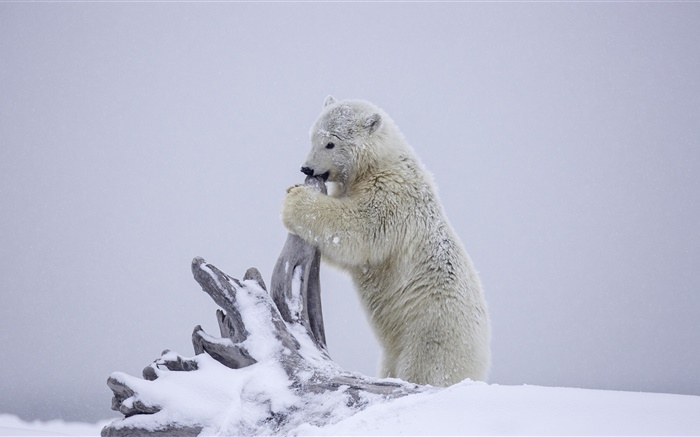 Ours polaire, ours jeu cub, hiver, neige, Alaska Fonds d'écran, image