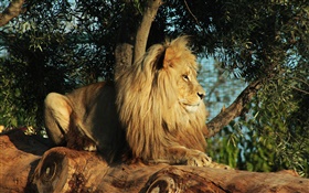 Predator, lion reste, arbre, feuilles