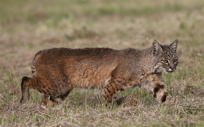 Predator, le lynx chasse Fonds d'écran, image