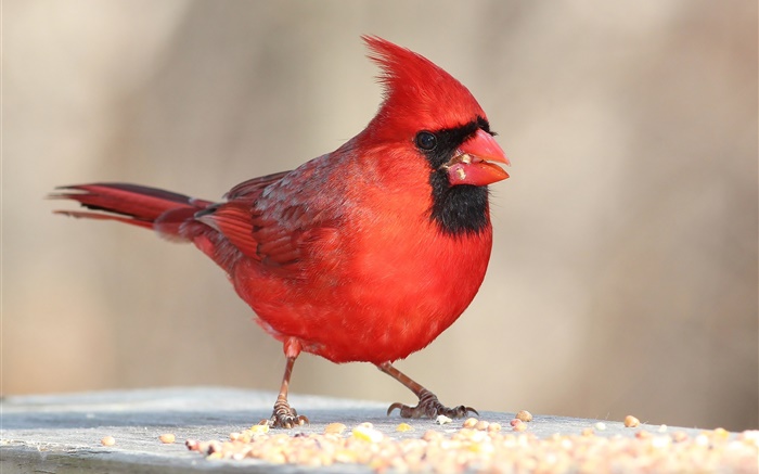plumes rouges oiseau, bec, macro Fonds d'écran, image