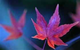 feuille d'érable rouge gros plan, automne